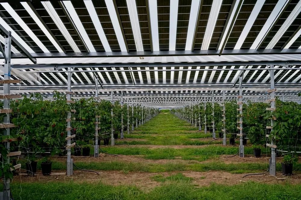 agrivoltaisme