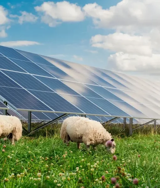Ferme solaire et biodiversité
