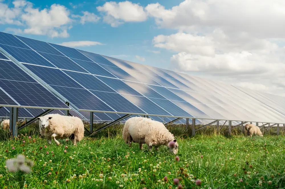 Ferme solaire et biodiversité