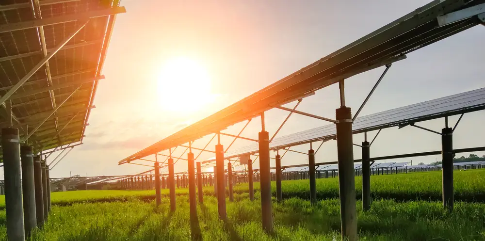 Agrivoltaïsme et élevage